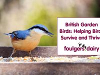 BRITISH GARDEN BIRDS: HELPING BIRDS SURVIVE AND THRIVE